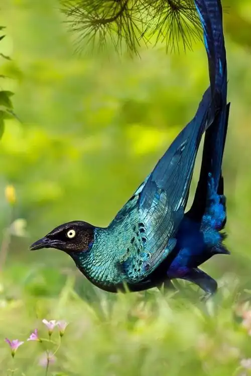 iphone 壁纸 两只蓝色的羽毛鸟跳舞