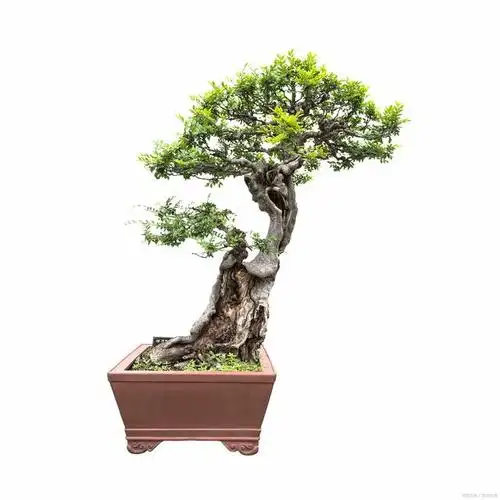 赤楠盆景怎么养?