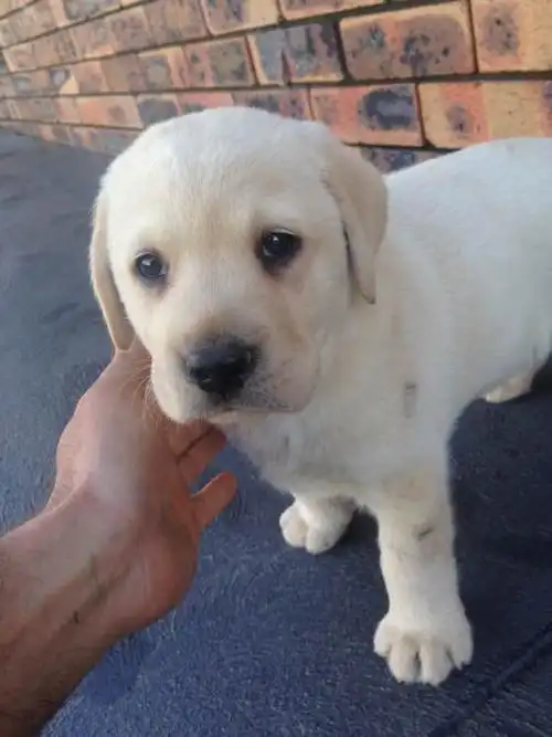 大头宽嘴大骨架拉布拉多 3个月幼犬多只 疫苗驱虫已做 可上门包健康