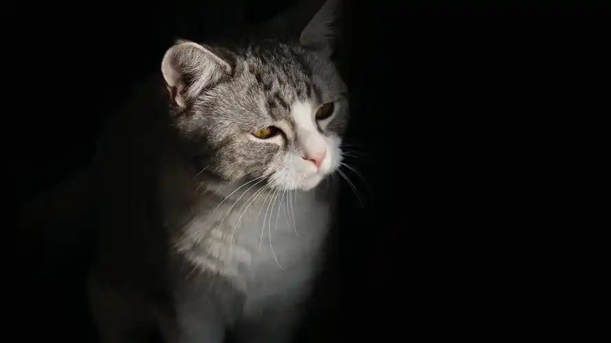 猫壁纸【372】(动物静态壁纸) - 静态壁纸下载 - 元气壁纸