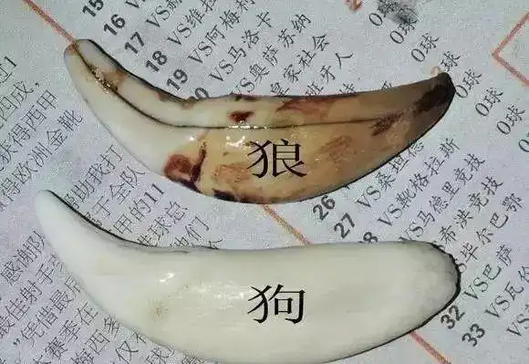 狼牙与狗牙的区别一般人还真不知道