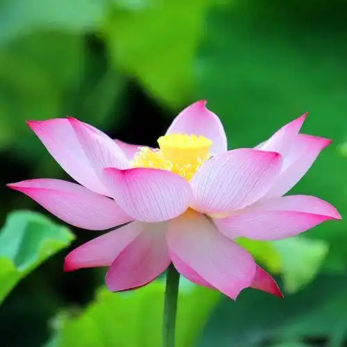 佛系图片头像禅意荷花 独一无二的佛系莲花图片微信头像_微信头像_头