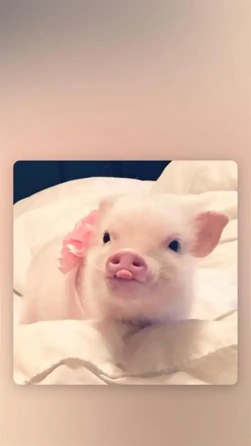 小可爱猪猪