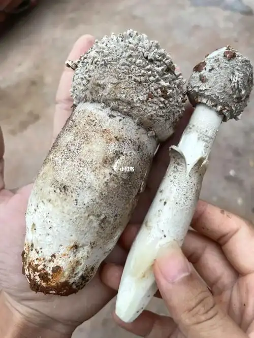 摘灰菌这么久首次摘到这样的巨无霸,可爱极了#野生菌