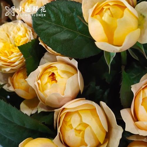 小送鲜花 多头玫瑰 黄蝴蝶20枝 黄玫瑰鲜切花批发 北京同城 水养居家