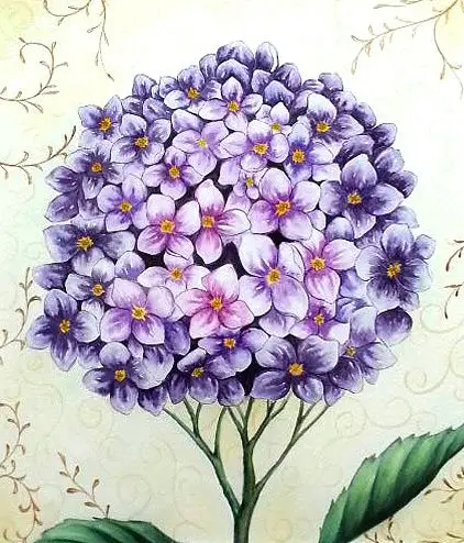 原创作品:水彩花卉《绣球花》