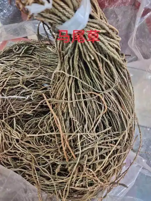 马尾草批发价格