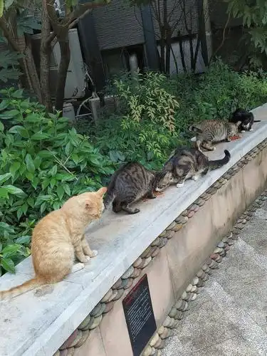 小区里的野猫最多来了11只 今年比较少 定时守着我呢哈哈哈