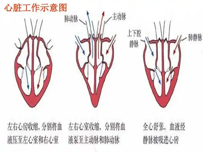 心脏的心房与心室 间有房室瓣,心室 与动脉间有动脉瓣.