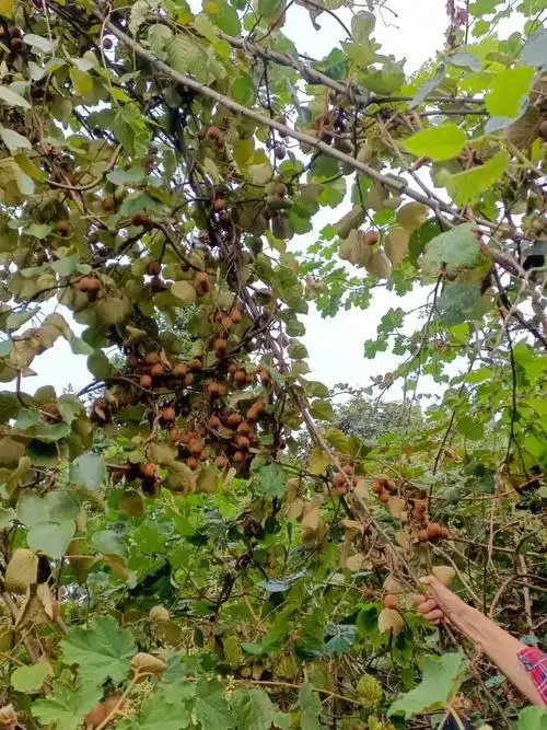 野生猕猴桃我的最爱