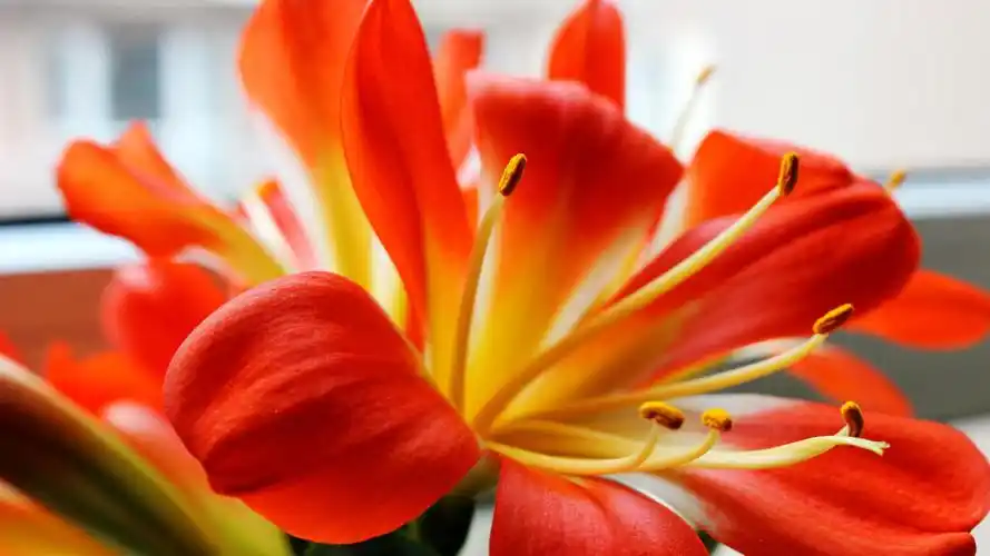 高清君子兰图片桌面壁纸