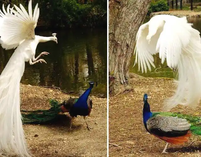图为一只白孔雀和孔雀.
