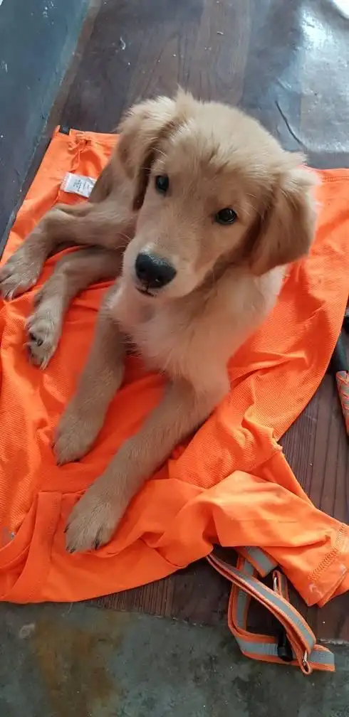 我家金毛现在四个月,大家看看品相如何?