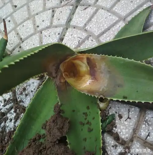 我将芦荟养死的经历,给大家当个反面教材!