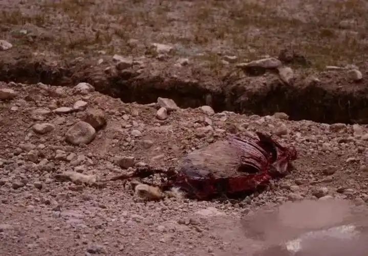 文 /山叔图 /网络 (id:ouba798) 这两天," 可可西里失联女大学生 "