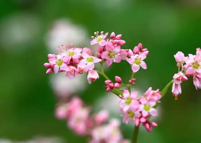 荞麦花.