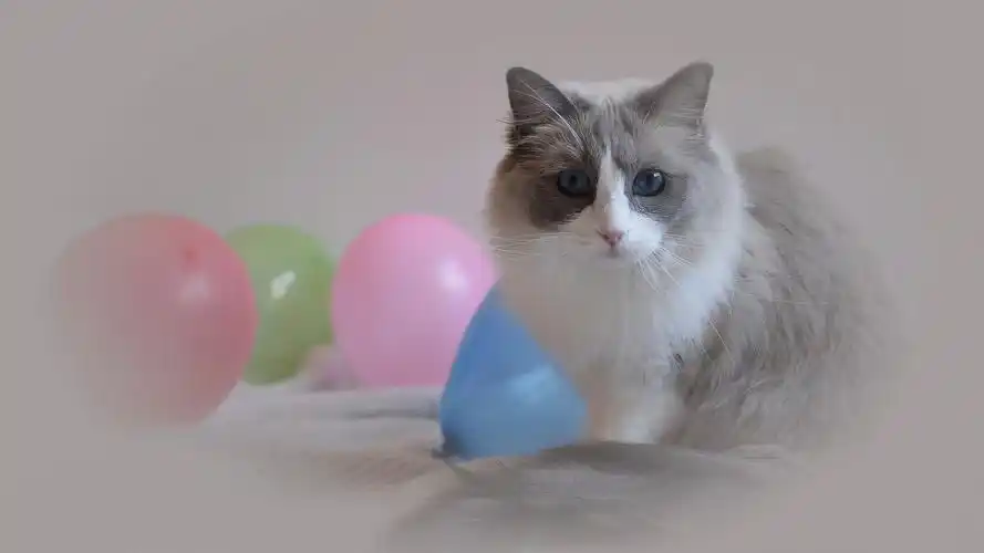 可爱的萌宠猫咪高清宽屏桌面壁纸