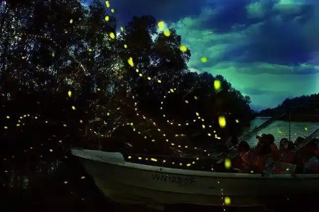 漫天飞舞的萤火虫   神奇的生态景观