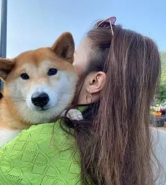 两只柴犬挂着牌子迎接客人,看了牌子内容让人忍不住要掏钱!