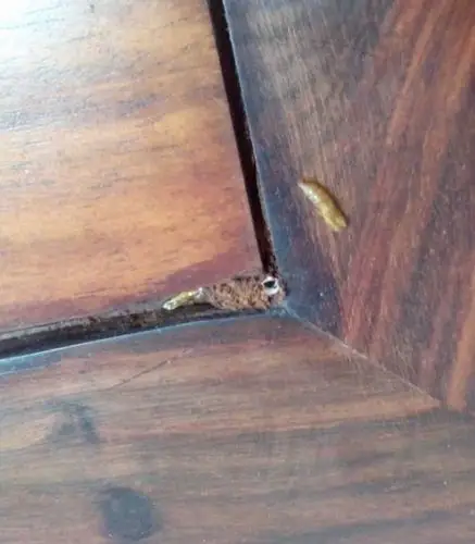 家具上张虫子了 谁知道叫什么名字?