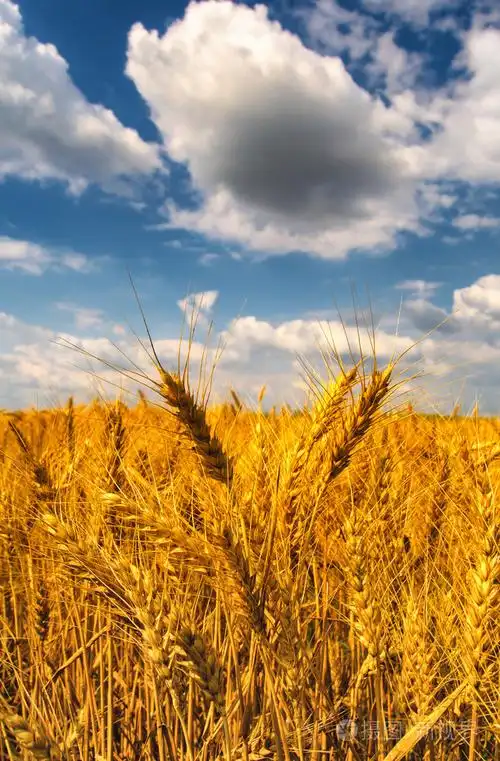 领域的成熟的小麦