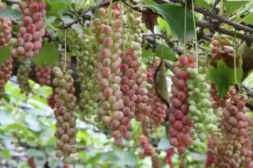 19         又名山葡萄,猪婆藤,葡萄籽粒勉强有干黄豆大,但成熟变