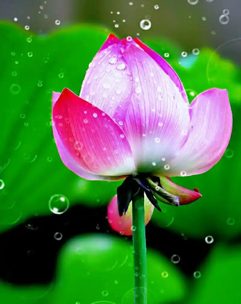 带露的荷花,在晶莹剔透的露珠点缀下,显得格外娇美,美的令人窒息,不忍