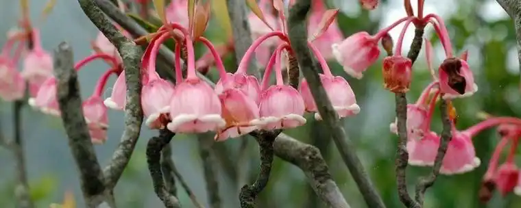 日本吊钟树的寓意是什么(日本吊钟树的风水寓意)_植物知识网