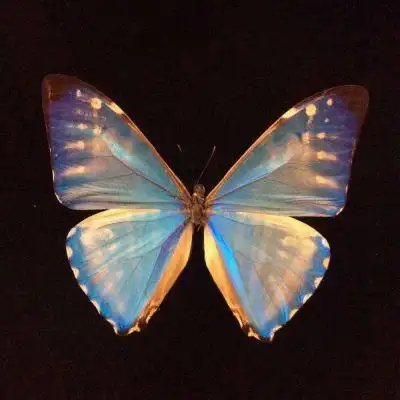 蝴蝶头像_微信头像_我要个性网