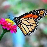 蝴蝶和花的头像图片唯美好看的微信头像花和蝴蝶图片