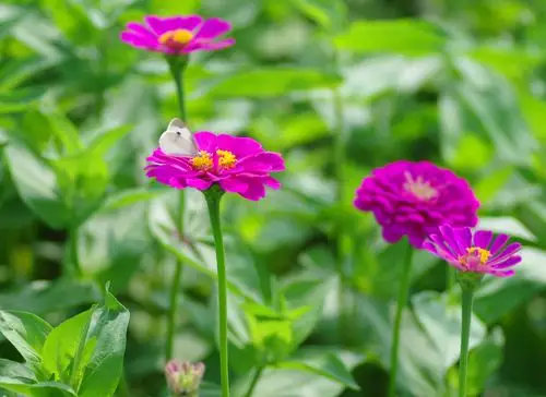 新桥花海,夏花绚烂 文章 明晓 图片 胡炎