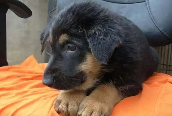 拥有此狗的请善待他们,谢谢了|品系|西林|黑背_新浪新闻