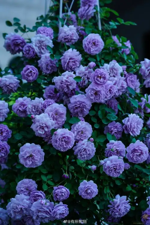 月季#三年从牙签长到爆花的蓝色阴雨,雨天阴天一样美