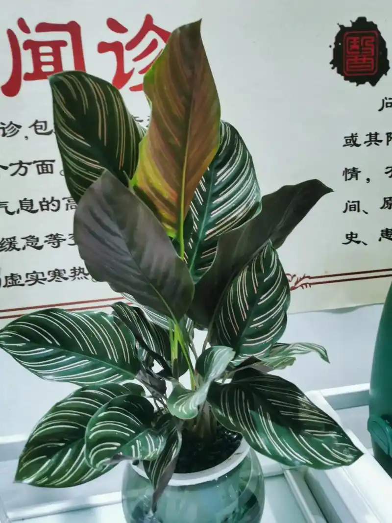 双线竹芋!心若向阳, 愿所有幸运不期而遇 ,双线竹芋,白天叶 - 抖音