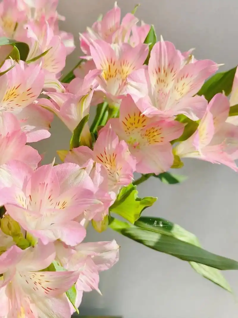 海盛 浅粉色六出花(水仙百合) 六出花 花语 :  喜悦  期待相逢 六出花