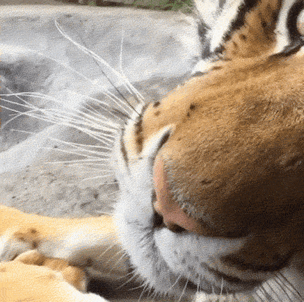 460_458gif 动态图 动图