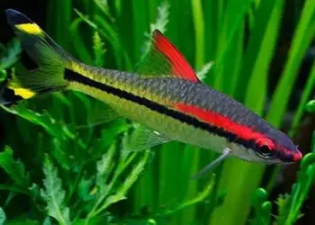 【红鼻剪刀】红鼻剪刀怎么养