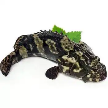 广西北海深海捕捞鲜活龙胆石斑鱼珍珠斑鲜活速冻05斤条1条尝鲜装