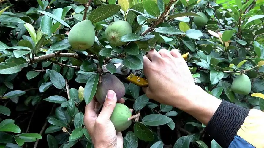 小时候经常抓的野货现在一斤能卖到400元被亲一下能疼好几天