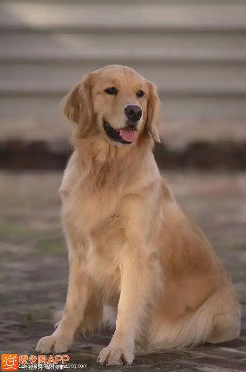 金毛狗狗求领养-爆料问答-江安橙乡网 - 江安橙乡网