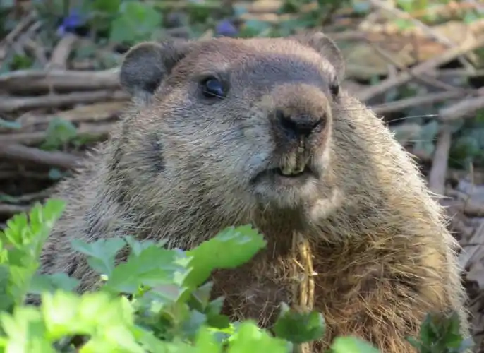 加拿大"国兽"啃断地下光缆致互联网瘫痪!原来它们正在筑坝