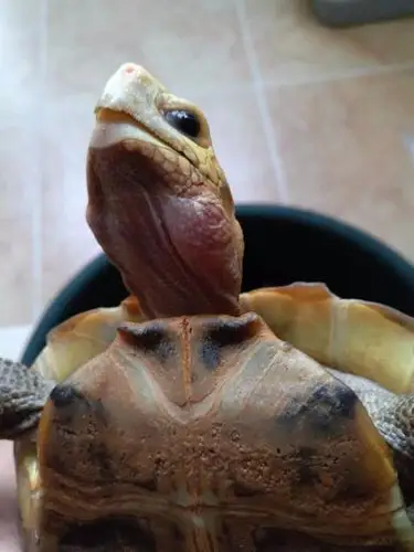 我家的乌龟脖子肿起来,请问是怎么回事?