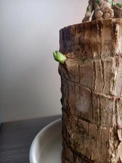 随便随心养的巴西木发芽喽