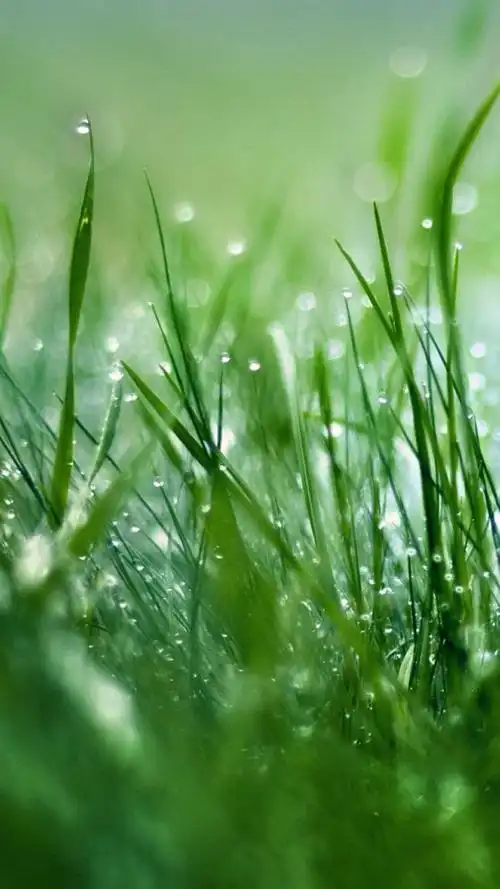 小清新唯美绿色护眼植物