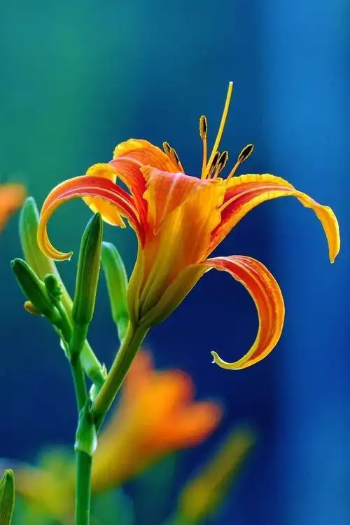 原来代表中国传统的母亲花是萱草花而不是康乃馨.