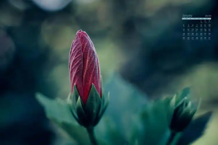 2021年1月微距下鲜艳无比的花朵唯美写真日历,月历壁纸-回车桌面