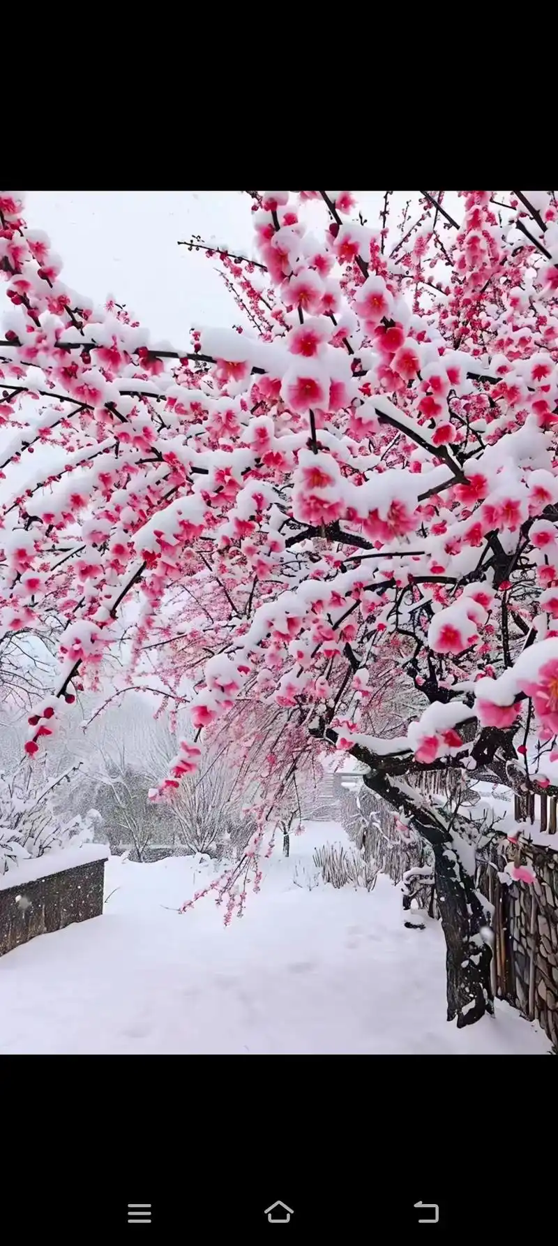小年下雪好兆头明年一定好丰收,雪中梅花 ,雪夜明月寄相思 ! - 抖音