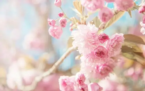 唯美樱花近景摄影高清电脑桌面壁纸