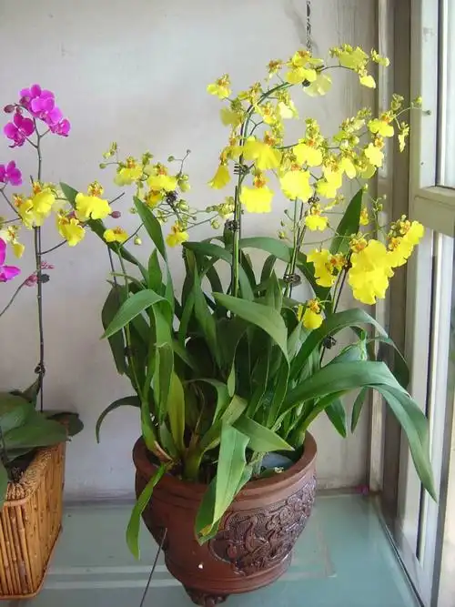 九,家庭盆花冬季养护不同种类的花卉各有不同的生长习性,应采取不同的