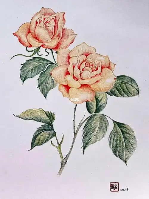 彩铅画月季花附详细步骤图色号